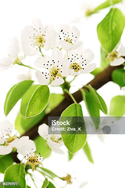 Apple Tree - zdjęcia stockowe i więcej obrazów Wiosna - Wiosna, Bez ludzi, Białe tło