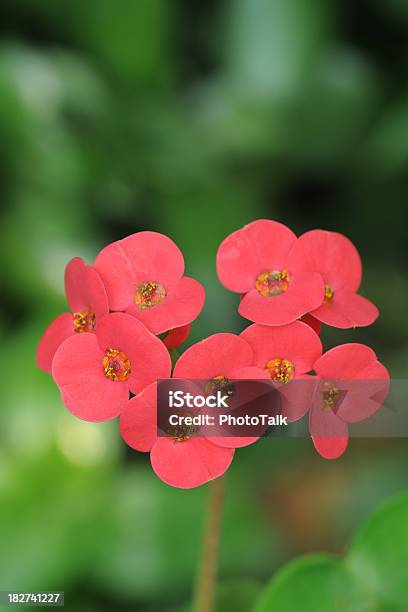 Photo libre de droit de Magnifique Coeur Rouge En Forme De Fleurxl banque d'images et plus d'images libres de droit de Affectueux - Affectueux, Amour, Arbre en fleurs