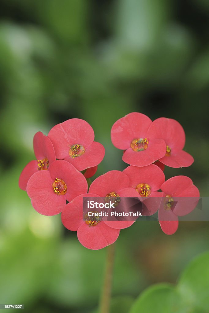 Bela forma de coração vermelho Flor-XG - Royalty-free Amor Foto de stock