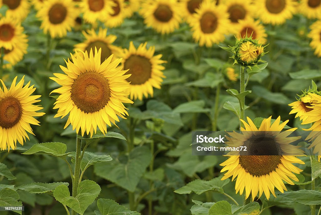 Girasol - Foto de stock de Agosto libre de derechos