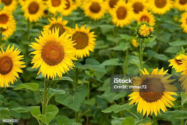 Girasol Foto de stock y más banco de imágenes de Agosto - Agosto, Agricultura, Aire libre