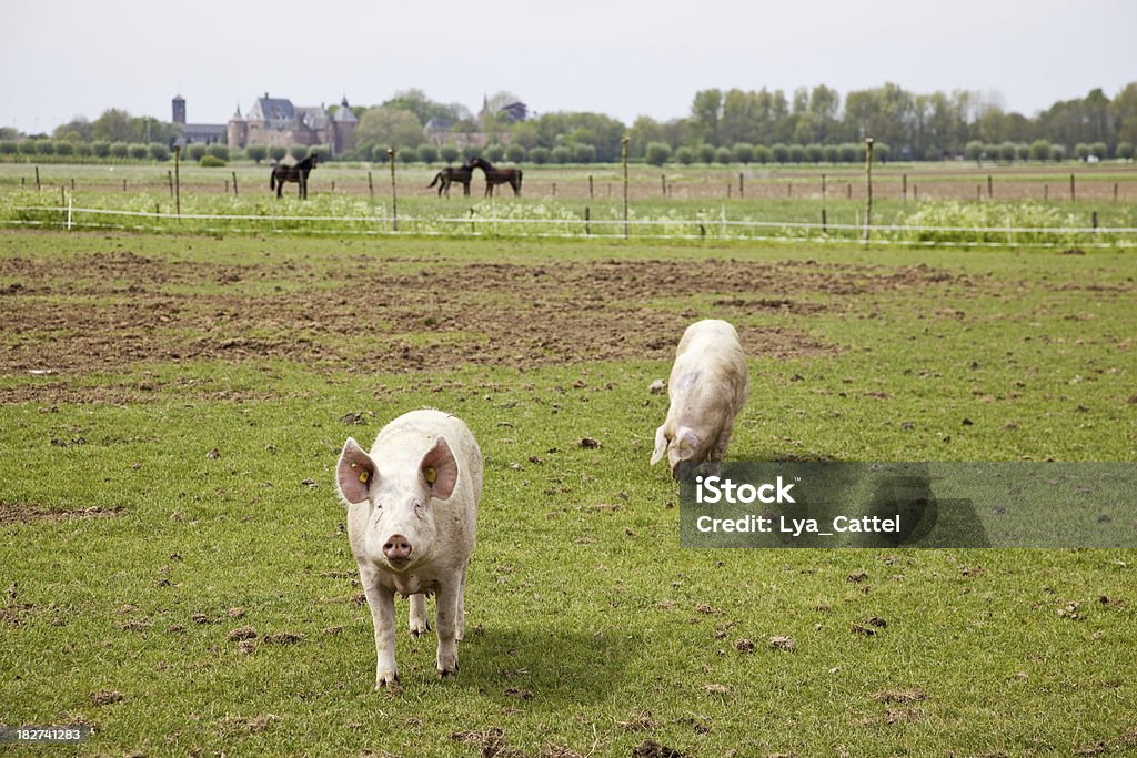 Los cerdos # 9, XXXL - Foto de stock de Aire libre libre de derechos