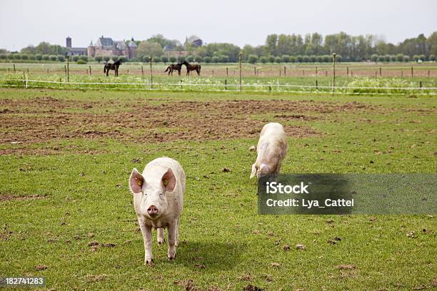 Los Cerdos 9 Xxxl Foto de stock y más banco de imágenes de Aire libre - Aire libre, Animal, Campo - Tierra cultivada