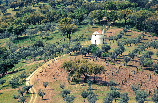 Landscape with olive trees and barn in Castelo de Vide,Alentejo,Portugal.