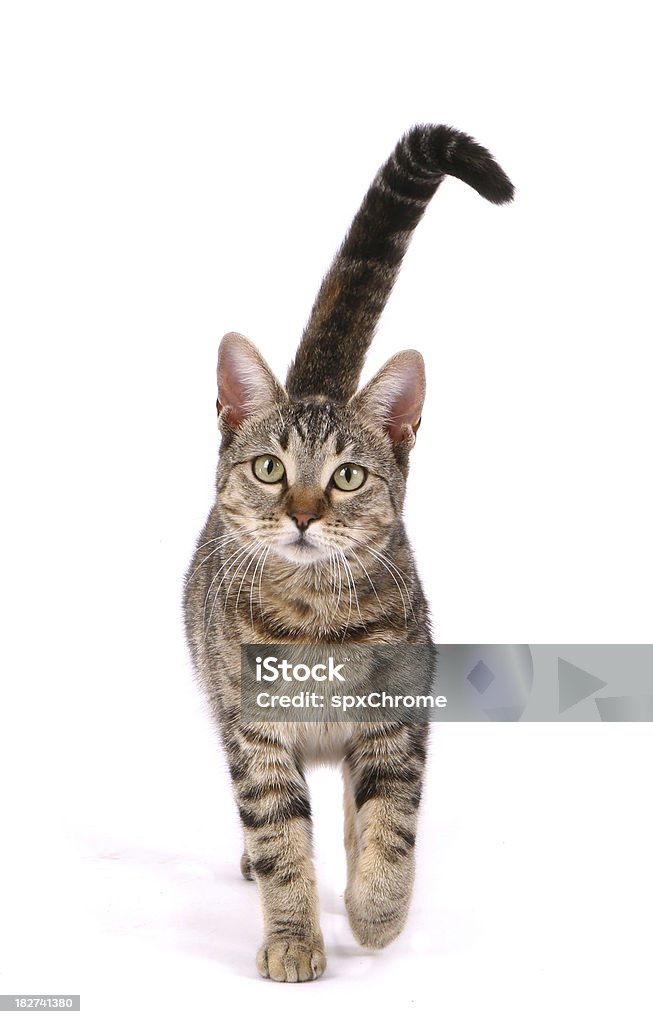 Katze, zu Fuß - Lizenzfrei Hauskatze Stock-Foto
