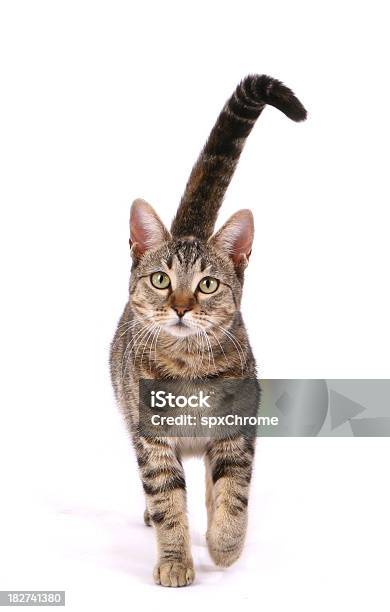 Gatto A Piedi - Fotografie stock e altre immagini di Gatto domestico - Gatto domestico, Scontornabile, Camminare