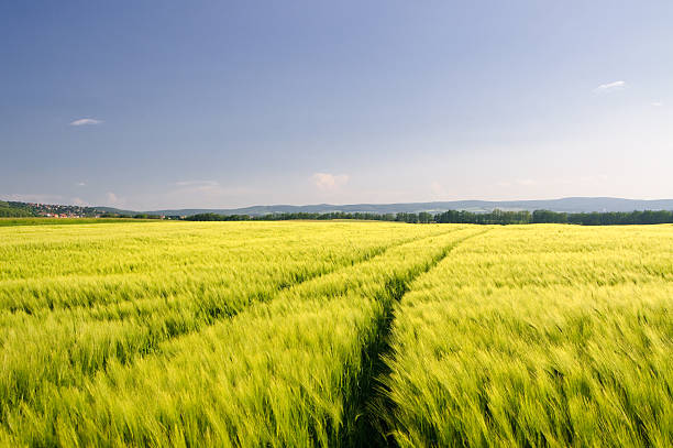 Agricultural Landscape in evening light Agricultural Landscape in evening light country road road corn crop farm stock pictures, royalty-free photos & images
