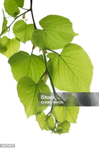 Grüne Frühling Lässt Branch Stockfoto und mehr Bilder von Anfang - Anfang, Ast - Pflanzenbestandteil, Baum