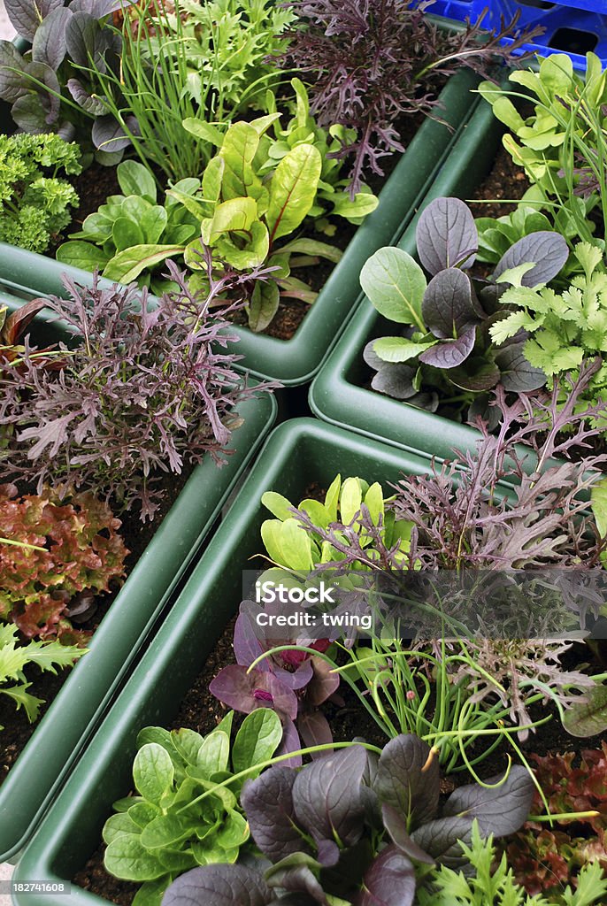 Wachsende Container-Salat Gemüse - Lizenzfrei Bauernmarkt Stock-Foto