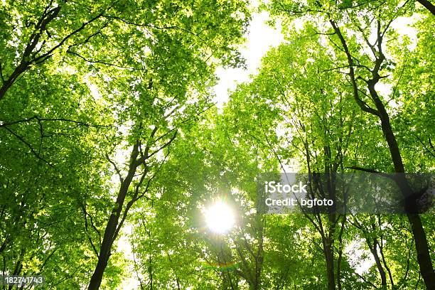 Bosque De Beech Foto de stock y más banco de imágenes de Aire libre - Aire libre, Blanco - Color, Boscaje