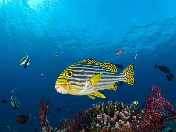 istock oriental sweetlips and bannerfish 182741763