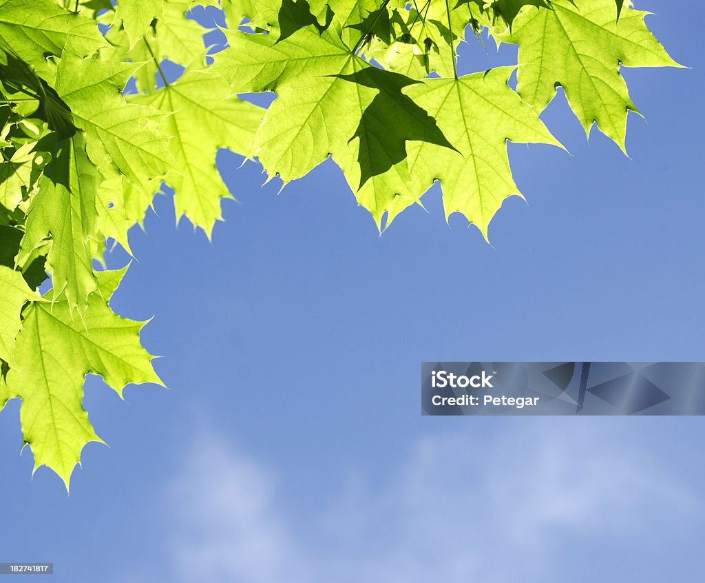 Зеленые листья против неба - Стоковые фото Без людей роялти-фри