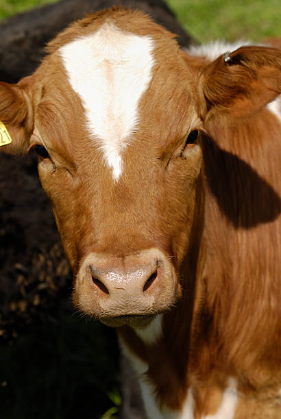 istock Young Heifer cow close up 182741828