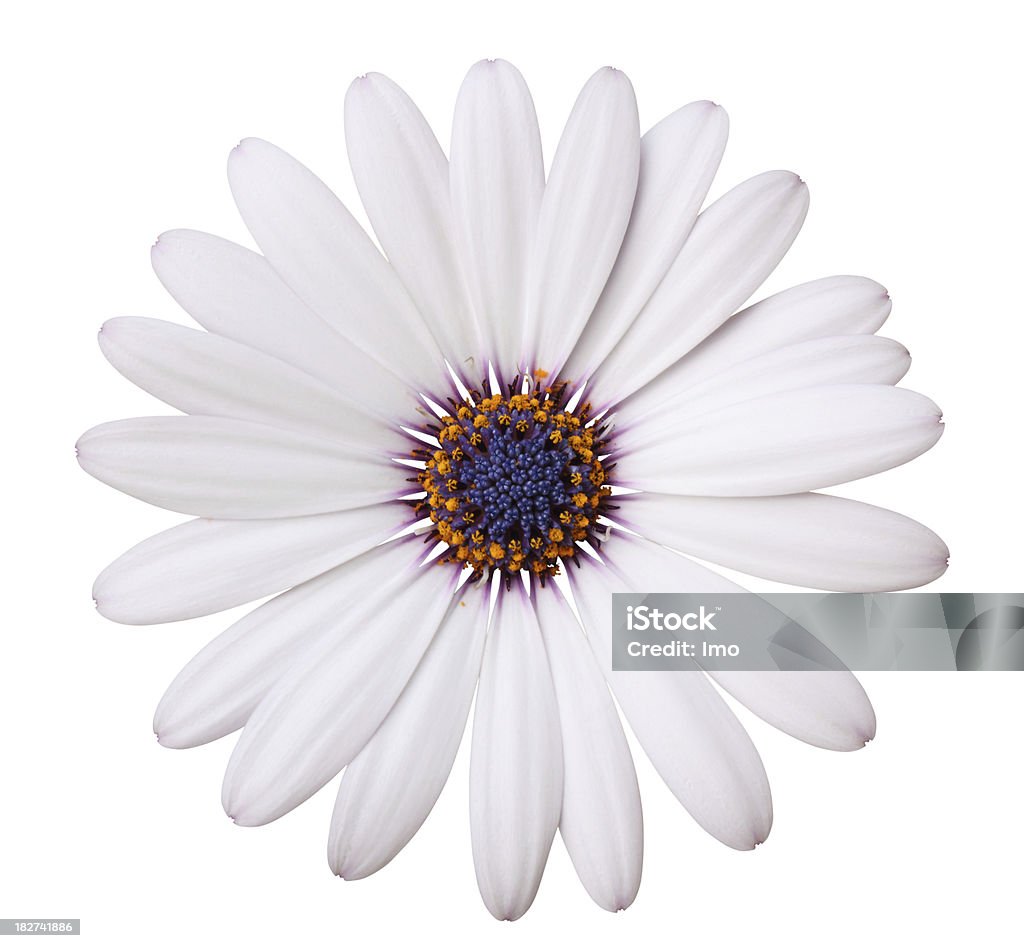 Margherita isolato - Foto stock royalty-free di Argyranthemum frutescens