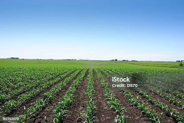 Iowa Cornfield - zdjęcia stockowe i więcej obrazów Kukurydza - Zea - Kukurydza - Zea, Stan Iowa, Pole