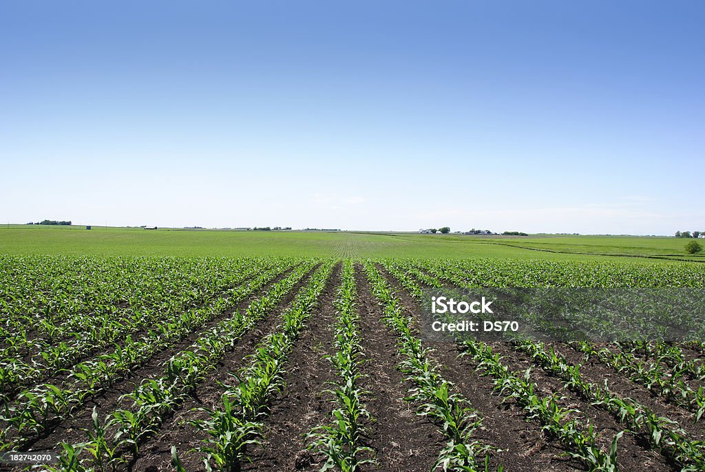 Iowa Cornfield - Foto de stock de Iowa royalty-free