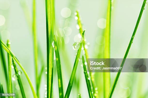 녹색 잔디 Dews 0명에 대한 스톡 사진 및 기타 이미지 - 0명, 녹색, 물