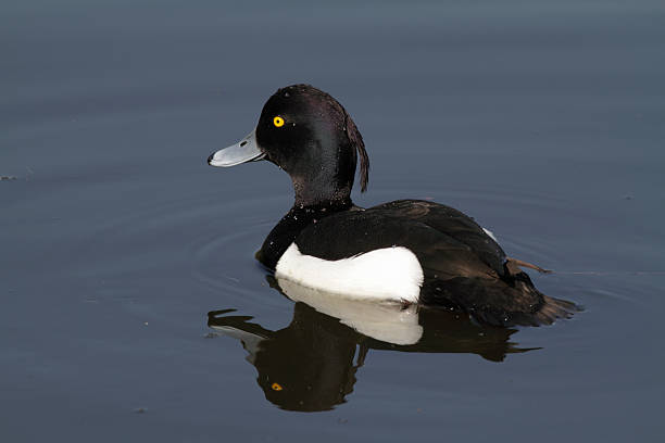 istock Yellow eye purple head tufted duck Aythya fuligula 182742475