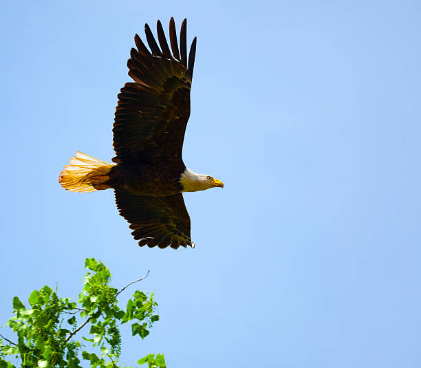 istock American Bald Eagle Flying Just Above Tree Tops 182742571