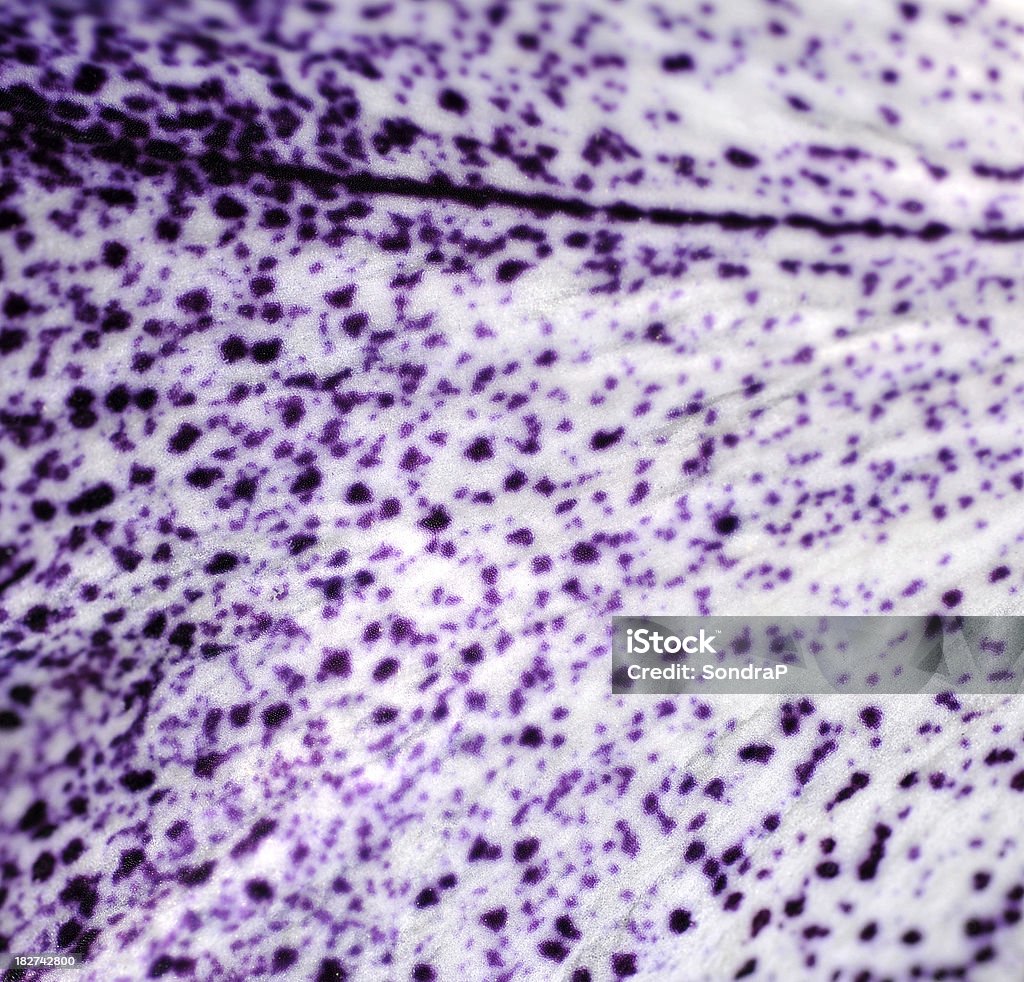 Speckled Iris Petal Papilla Papillae of speckled iris petal. For more flowers (click Abstract Stock Photo