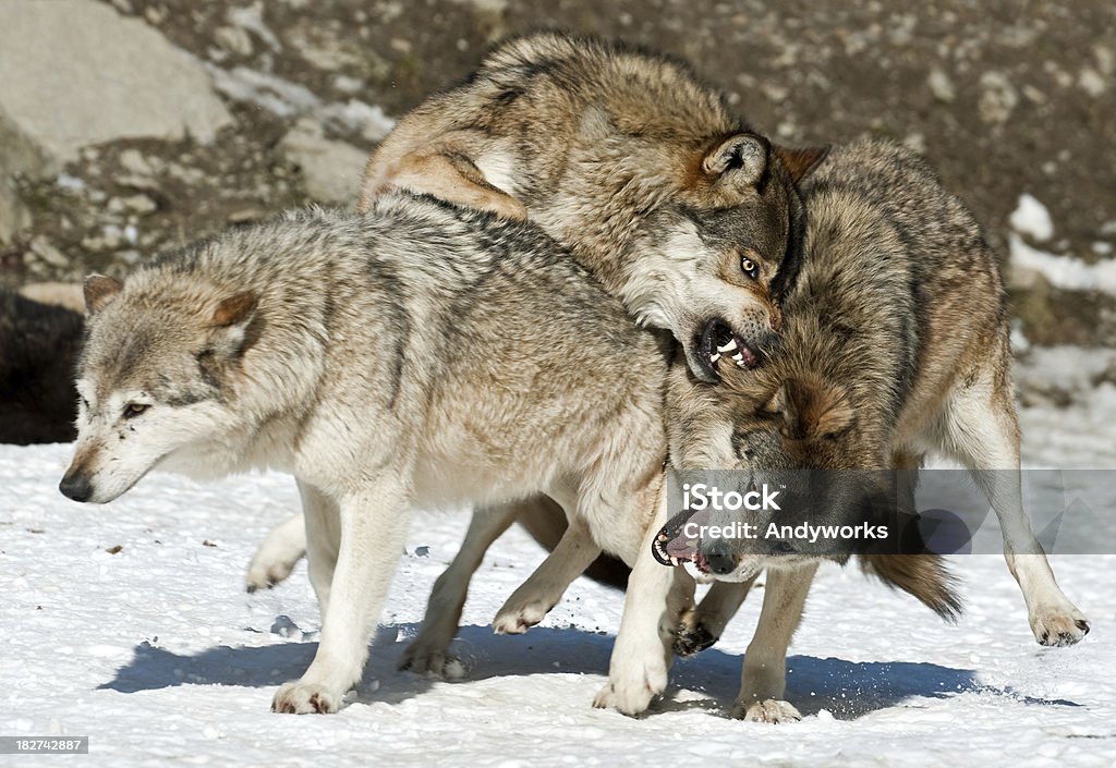 Kampf gegen Wölfe - Lizenzfrei Europäischer Wolf Stock-Foto