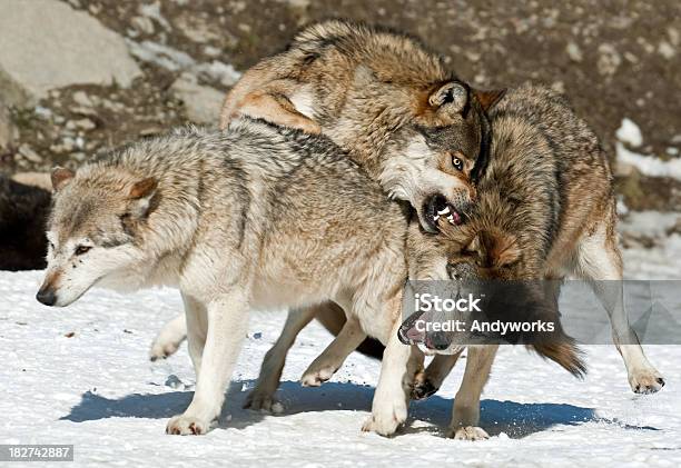 Kampf Gegen Wölfe Stockfoto und mehr Bilder von Europäischer Wolf - Europäischer Wolf, Wolf, Schnee