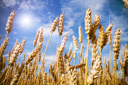 Oat ears with grains, image of the soft focus. Agricultural background - ripe spikes of oats on the field closeup.