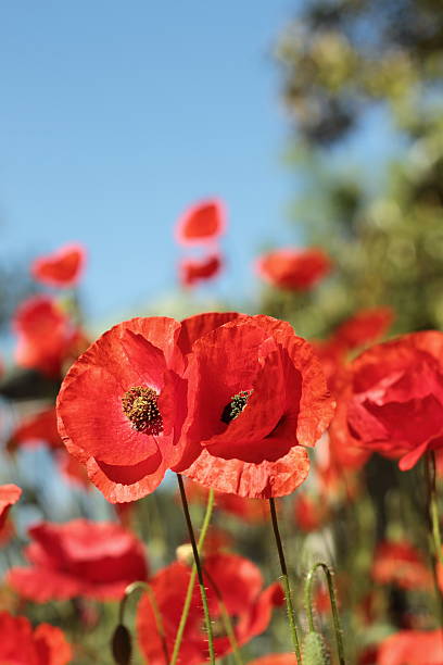 poppies rojo - deep of field fotografías e imágenes de stock