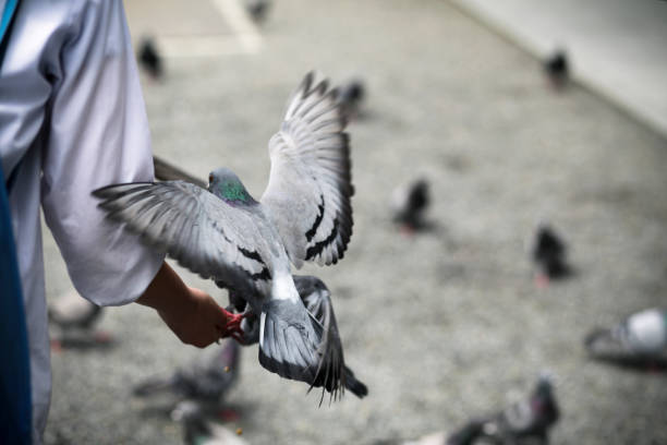 istock Friendly Pigeons of the Temple 182743012