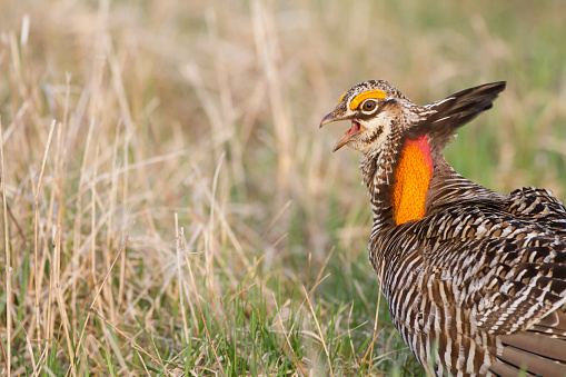 prairie chicken displaying