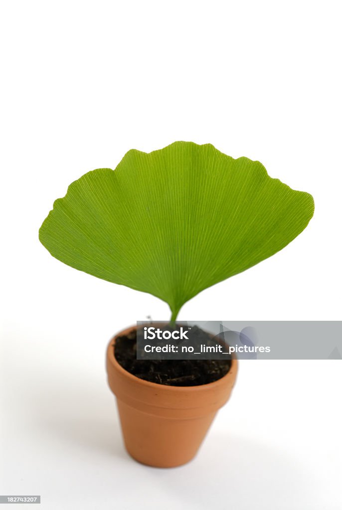 Ginko leaf - Lizenzfrei Alternative Medizin Stock-Foto