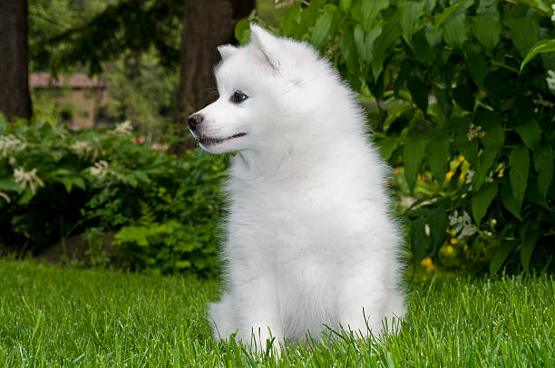 American Eskimo Puppy stock photo