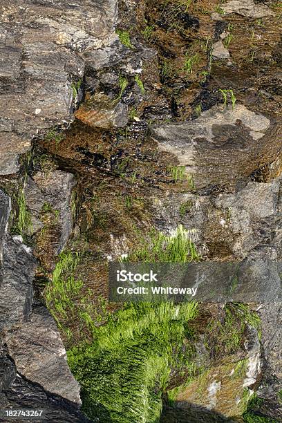 Spirogyra Green Alga Growing On Cornish Cliff Stock Photo - Download Image Now - Algae, Backgrounds, Brown