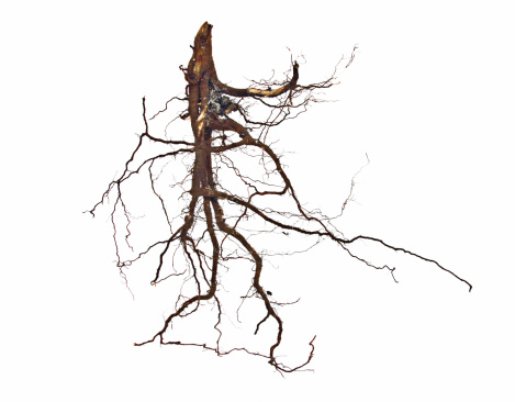 Roots sobre blanco photo
