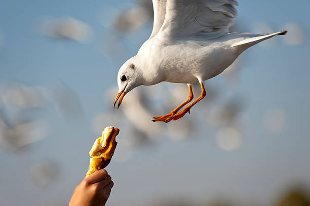 istock Feeding the flying sea gull 182743474