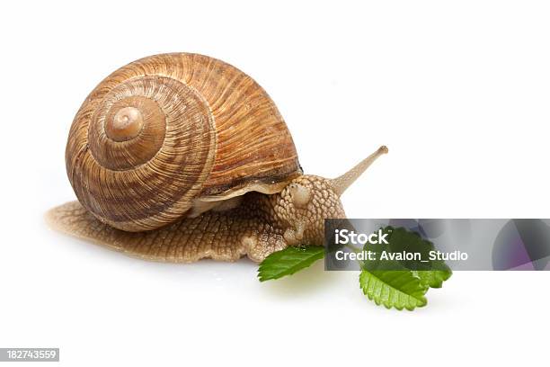 Photo libre de droit de Escargot Repas banque d'images et plus d'images libres de droit de Aliment - Aliment, Blanc, Coquille et coquillage