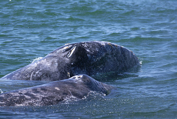 istock Grey whale mother and calf 182743645