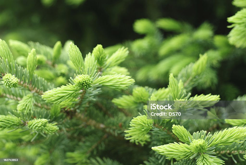 Abete buds - Foto stock royalty-free di Abete