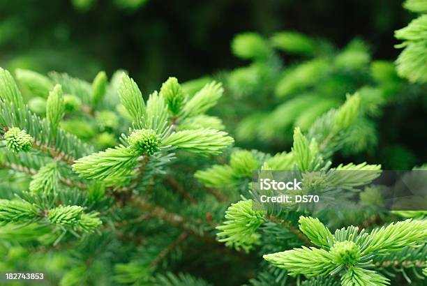 Abete Buds - Fotografie stock e altre immagini di Abete - Abete, Ago - Parte della pianta, Albero