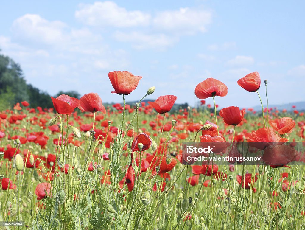 Champ de coquelicots rouges sur green - Photo de Bleu libre de droits