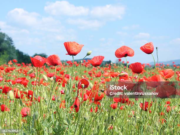 Photo libre de droit de Champ De Coquelicots Rouges Sur Green banque d'images et plus d'images libres de droit de Bleu - Bleu, Champ, Ciel