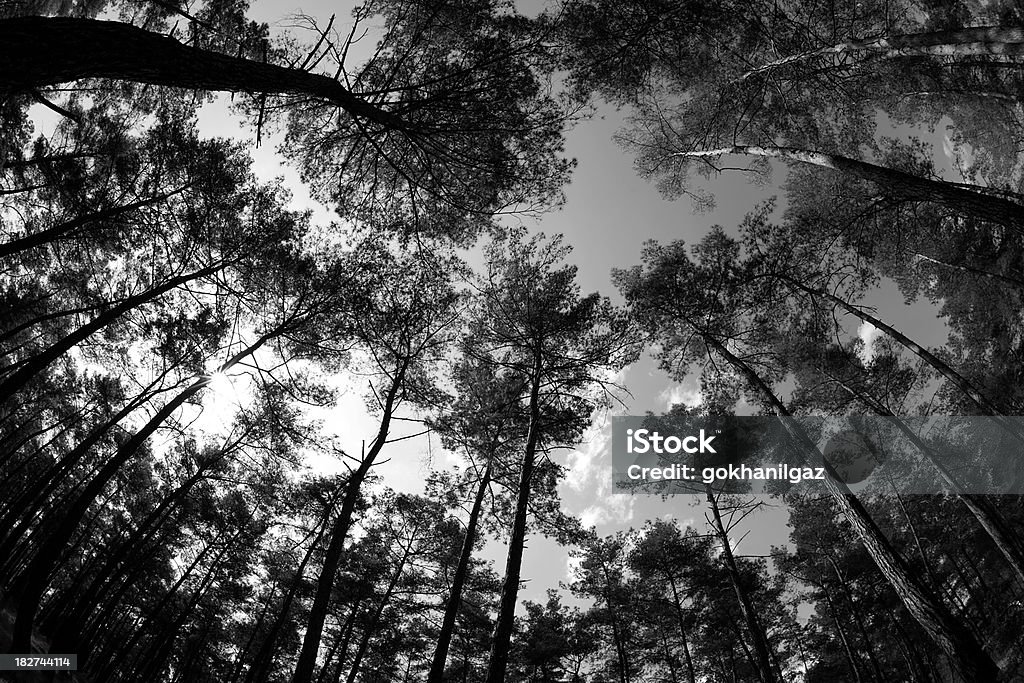 Croissance des pins - Photo de Arbre libre de droits