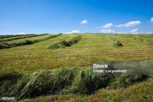 Heu Auf Dem Feld Stockfoto und mehr Bilder von Blatt - Pflanzenbestandteile - Blatt - Pflanzenbestandteile, Blau, Farbton