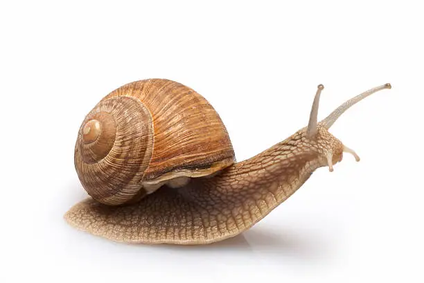 Photo of Snail on a white background.