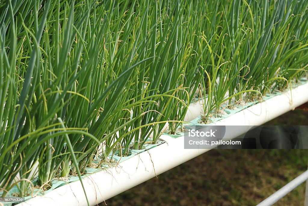 Hidropónica vegetal - Foto de stock de Agricultura libre de derechos