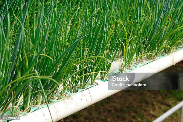 Hidropónica Vegetal Foto de stock y más banco de imágenes de Agricultura - Agricultura, Agua, Aire libre