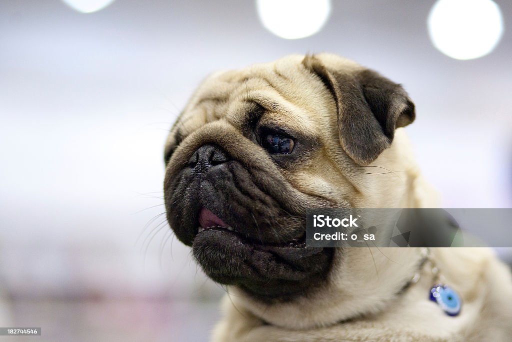 Pug Emoções - Royalty-free Animal Foto de stock