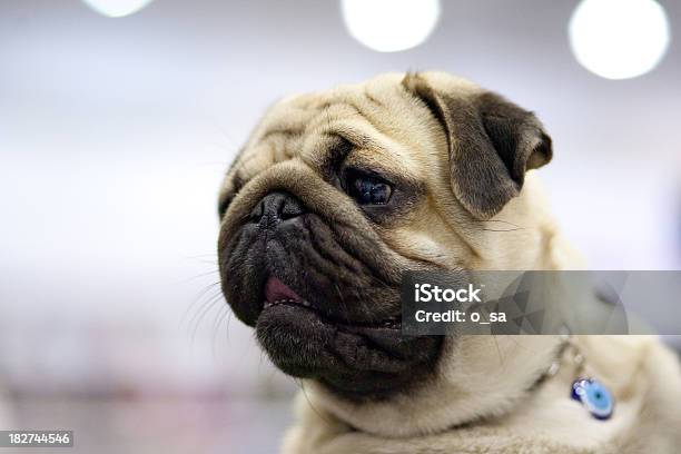 Pug Emoções - Fotografias de stock e mais imagens de Animal - Animal, Animal Doméstico, Animal de Estimação