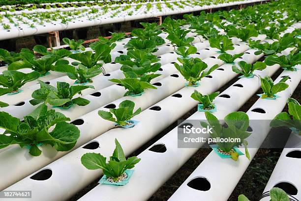 Idroponica Verdura - Fotografie stock e altre immagini di Idroponica - Idroponica, Acqua, Agricoltura