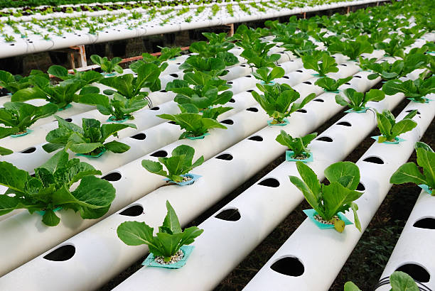 Hydroponic plant farm with white pipes stock photo